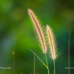 Lower aperture - Ravindra Joisa Photography