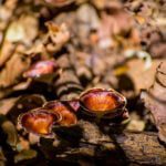 Anmod to Tambdi Sulra Goa trek