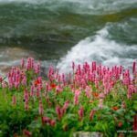 Rani river on the way to balu ka ghera