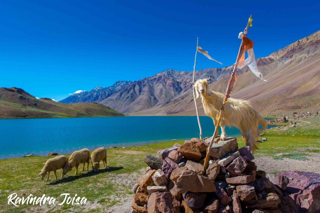 Himalayan Mountain Goat and sheep in front of Chandra Taal 