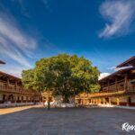 Bodhi Tree in the first courtyard of Punakha Dzong